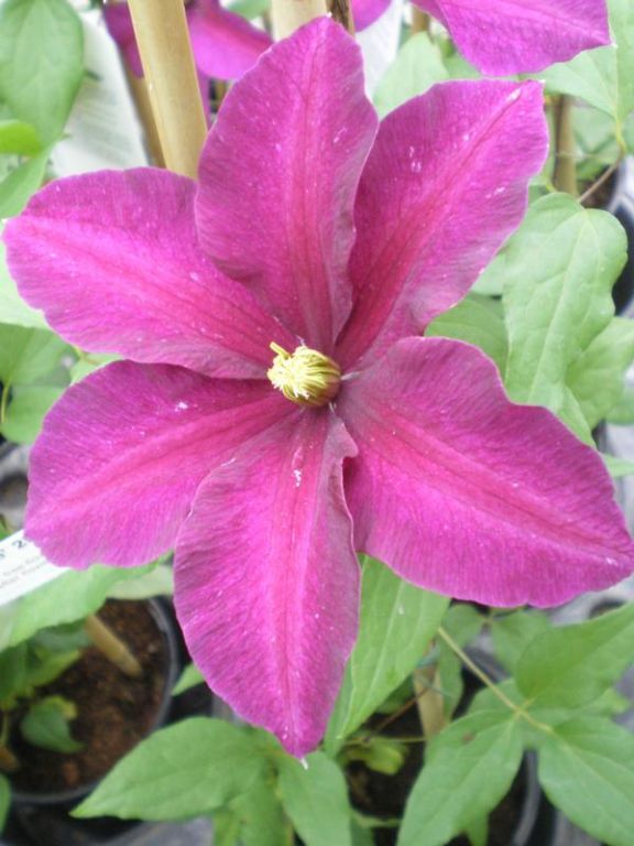 Clematis 'Niobe' Clematis 'Niobe'