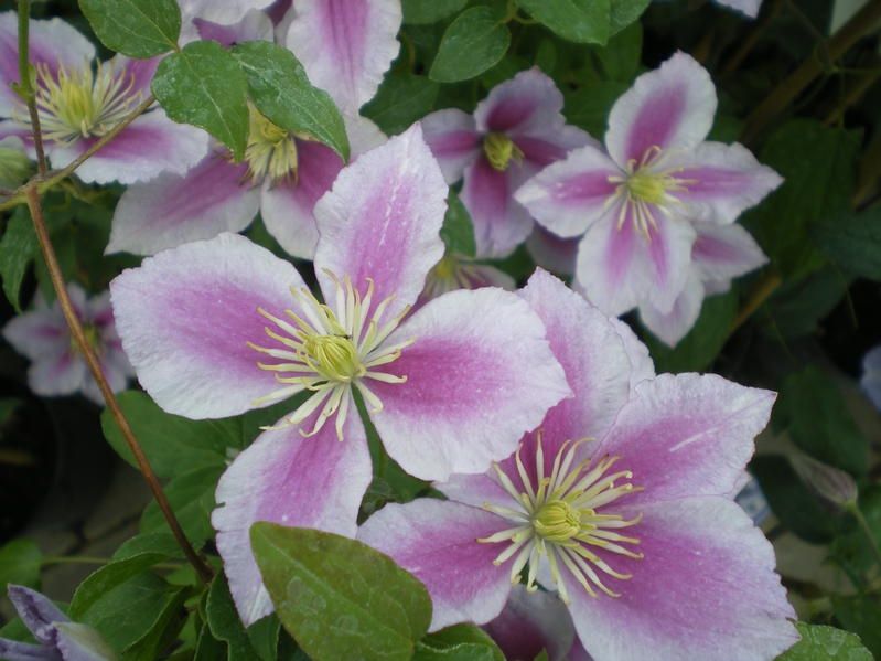Clematis 'Piilu' Clematis 'Piilu'