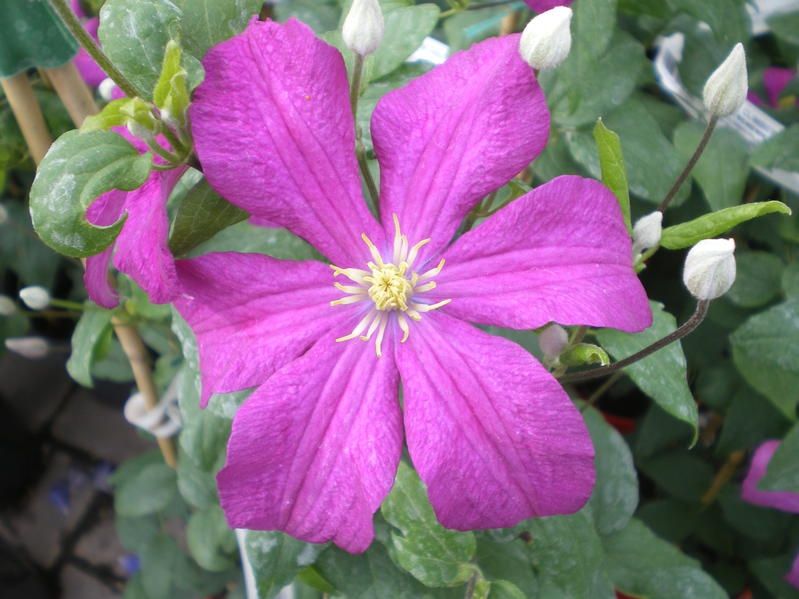 Clematis 'Remembrance' Clematis 'Remembrance'