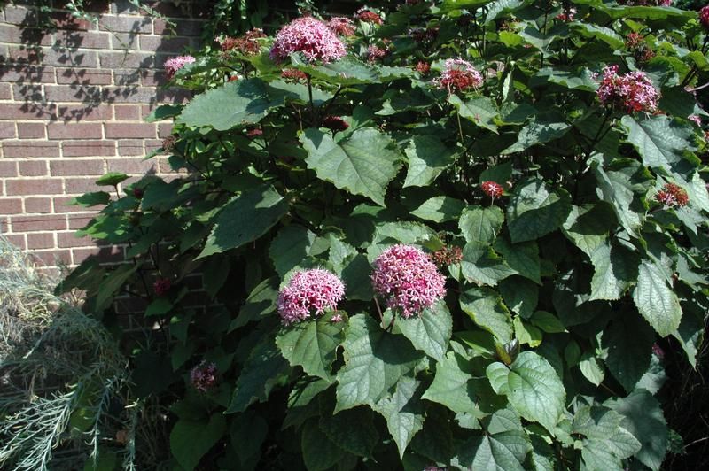 Clerodendrum bungei Clerodendrum bungei