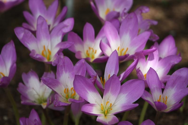 Colchicum Colchicum