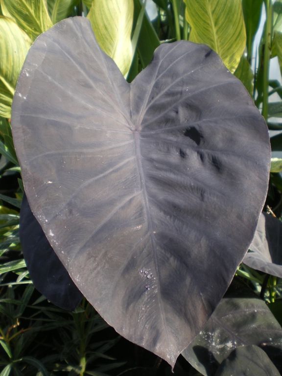 Colocasia esculenta 'Black Magic Colocasia esculenta 'Black Magic