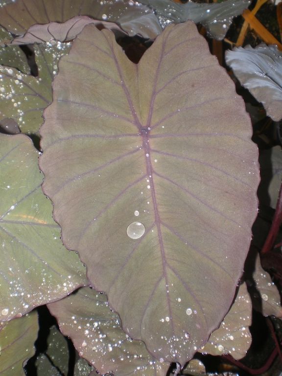 Colocasia esculenta 'Pineapple Princess' Colocasia esculenta 'Pineapple Princess'