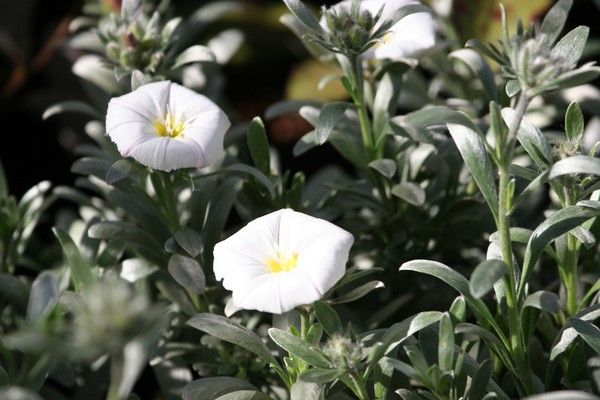 Convolvulus cneorum Convolvulus cneorum