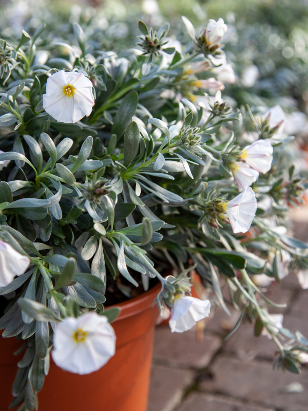 Convolvulus cneorum Convolvulus cneorum