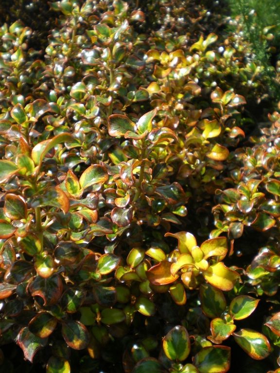 Coprosma 'Tequila Sunrise' Coprosma 'Tequila Sunrise'