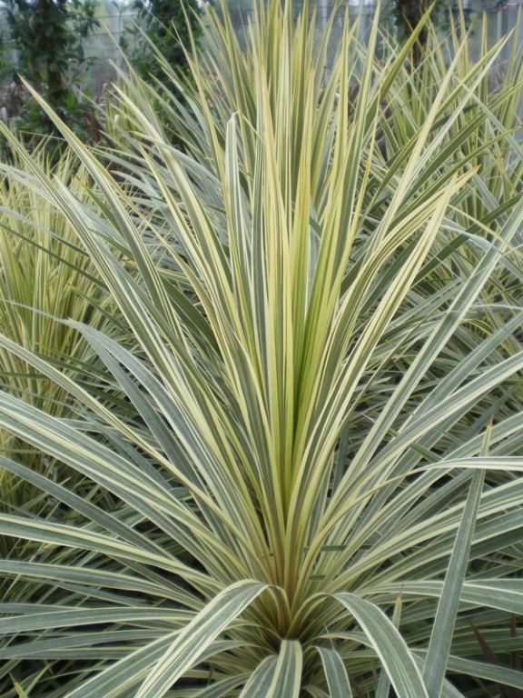 Cordyline australis 'Torbay Dazzler' Cordyline australis 'Torbay Dazzler'