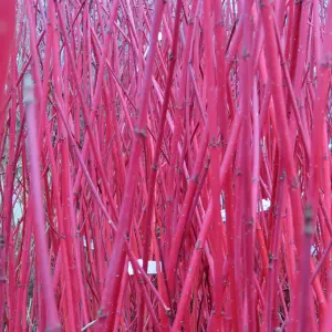 Cornus alba ‘Sibirica’ Cornus alba ‘Sibirica’