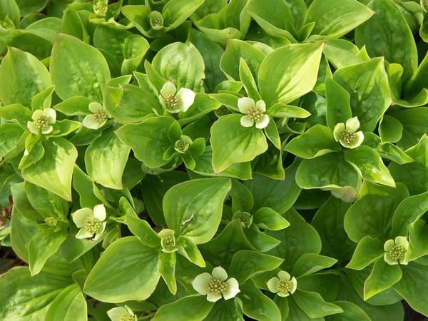 Cornus canadensis Cornus canadensis
