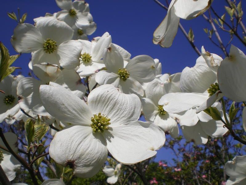 Cornus florida 'Daybreak' Cornus florida 'Daybreak'