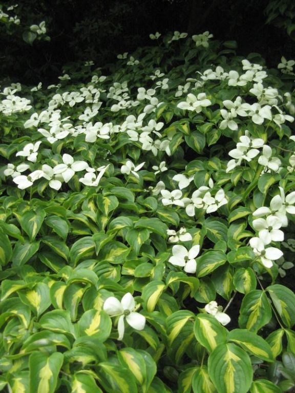 Cornus kousa 'Gold Star' Cornus kousa 'Gold Star'