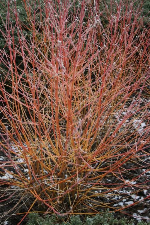 Cornus sanguinea 'Midwinter Fire' Cornus sanguinea 'Midwinter Fire'