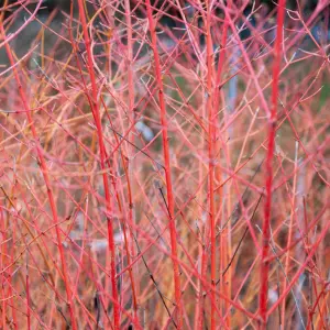 Cornus sanguinea ‘Midwinter Fire’ Cornus sanguinea ‘Midwinter Fire’