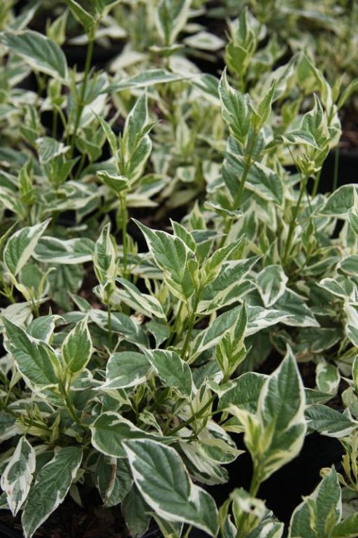 Cornus sericea 'White Gold' Cornus sericea 'White Gold'