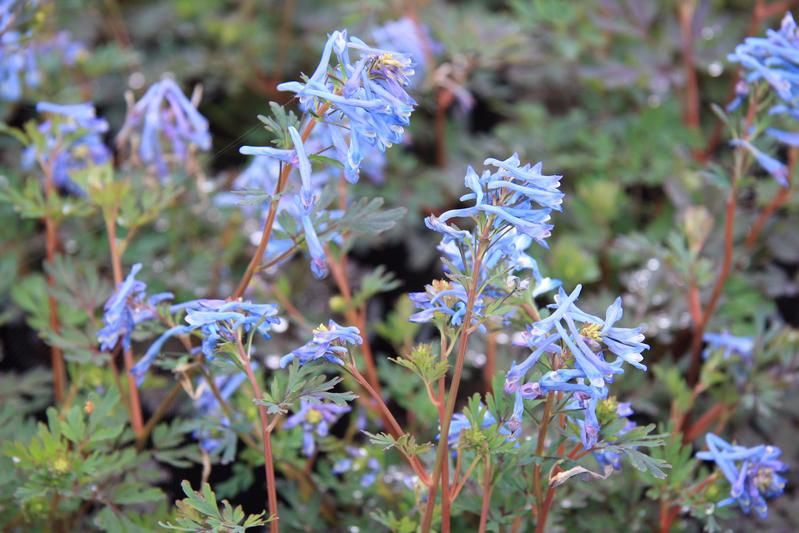 Corydalis flexuosa 'Blue Dragon' Corydalis flexuosa 'Blue Dragon'