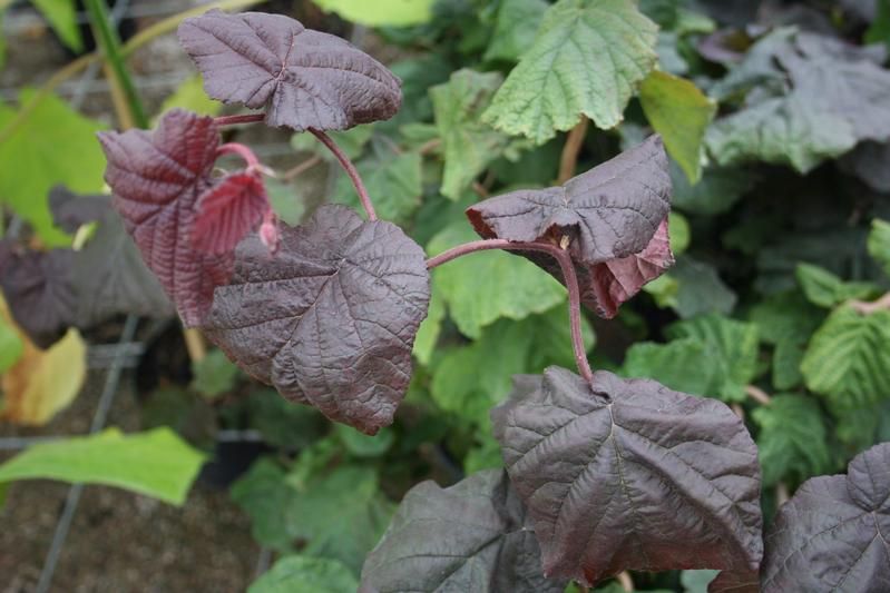 Corylus avellana 'Red Majestic' Corylus avellana 'Red Majestic'