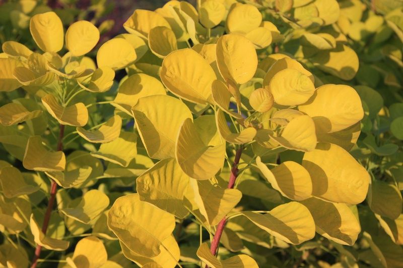 Cotinus coggygria Golden Spirit Cotinus coggygria Golden Spirit