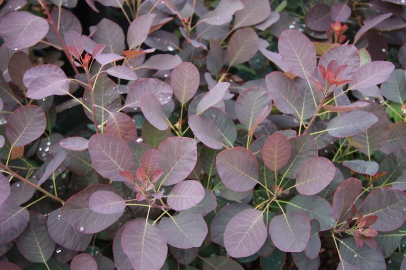 Cotinus coggygria 'Royal Purple' Cotinus coggygria 'Royal Purple'