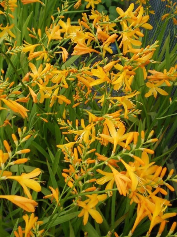 Crocosmia x crocosmiiflora 'George Davison' Crocosmia x crocosmiiflora 'George Davison'