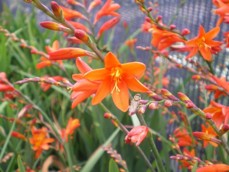Crocosmia x crocosmiiflora 'Red King' Crocosmia x crocosmiiflora 'Red King'