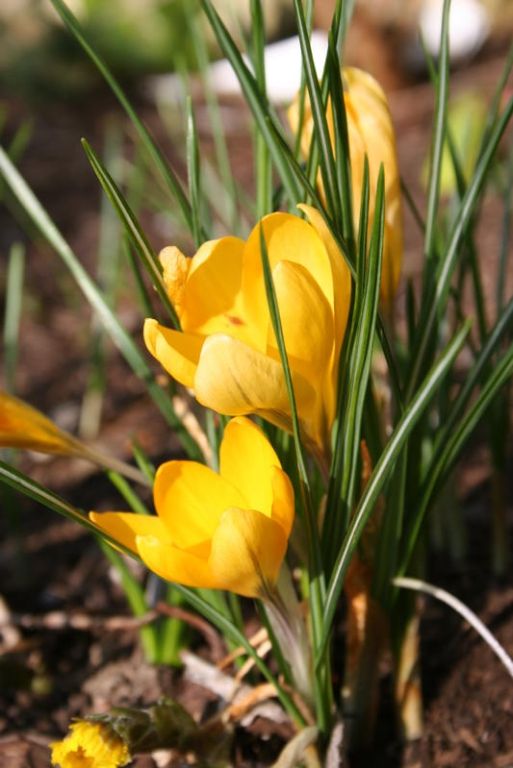 Crocus chrysanthus Crocus chrysanthus