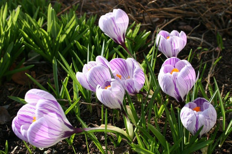 Crocus chrysanthus cultivar (Purple striped) Crocus chrysanthus cultivar (Purple striped)
