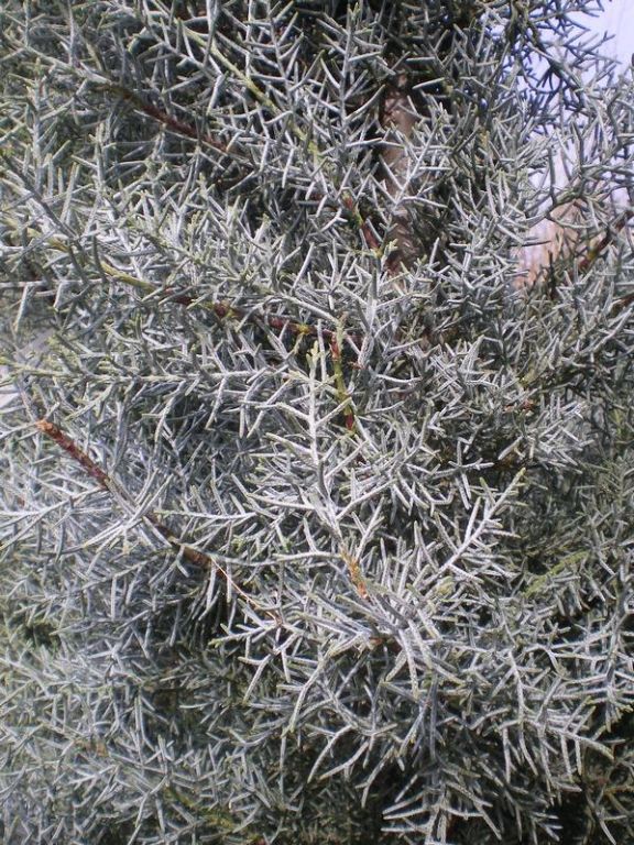 Cupressus arizonica 'Fastigiata' Cupressus arizonica 'Fastigiata'