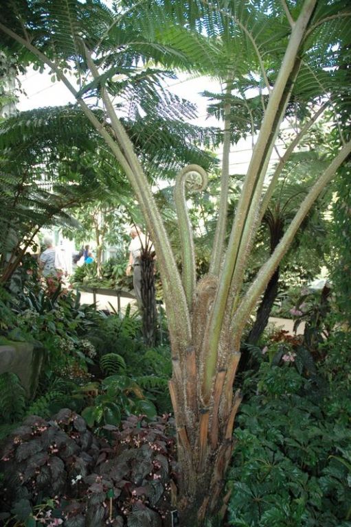 Cyathea brownii Cyathea brownii