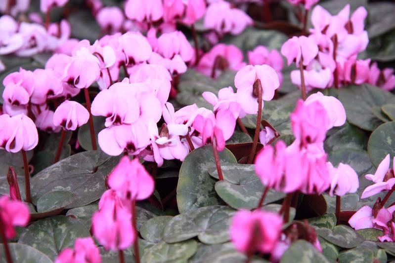 Cyclamen coum Cyclamen coum