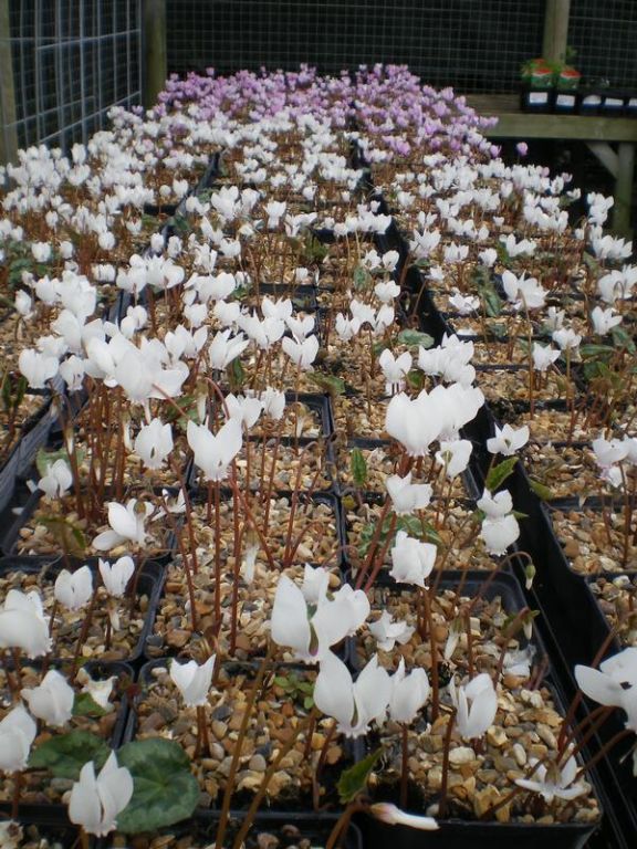Cyclamen hederifolium Cyclamen hederifolium