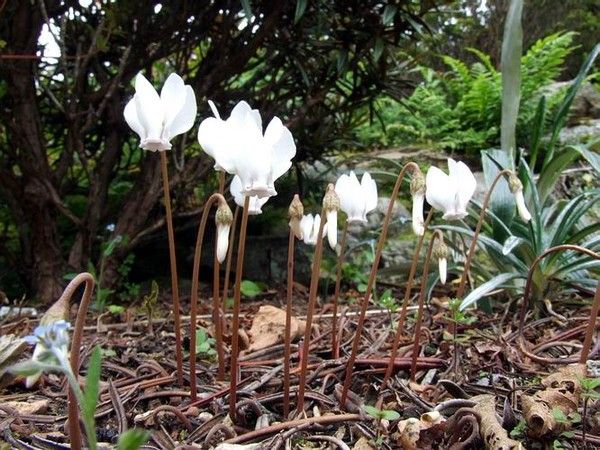 Cyclamen hederifolium WHITE Cyclamen hederifolium WHITE