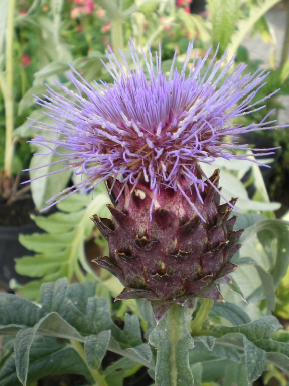 Cynara cardunculus Cynara cardunculus