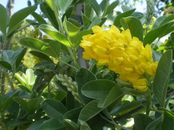 Cytisus battandieri Cytisus battandieri