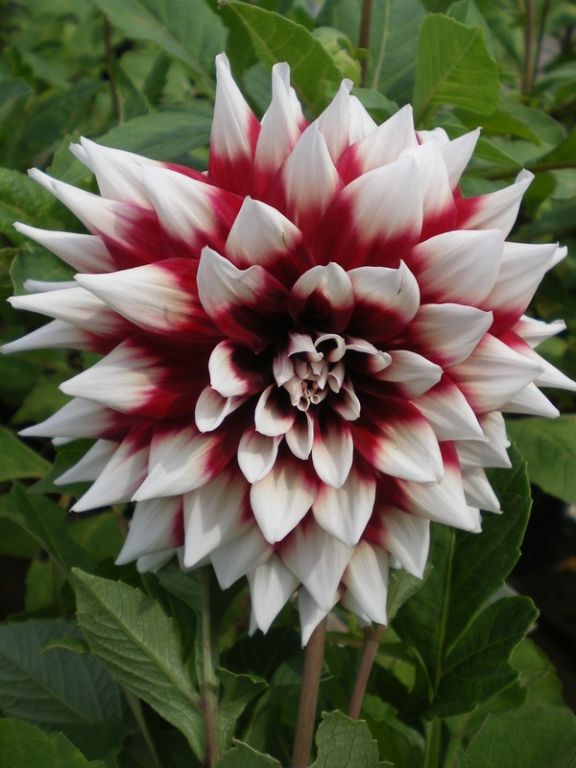 Dahlia 'Duet' Dahlia 'Duet'