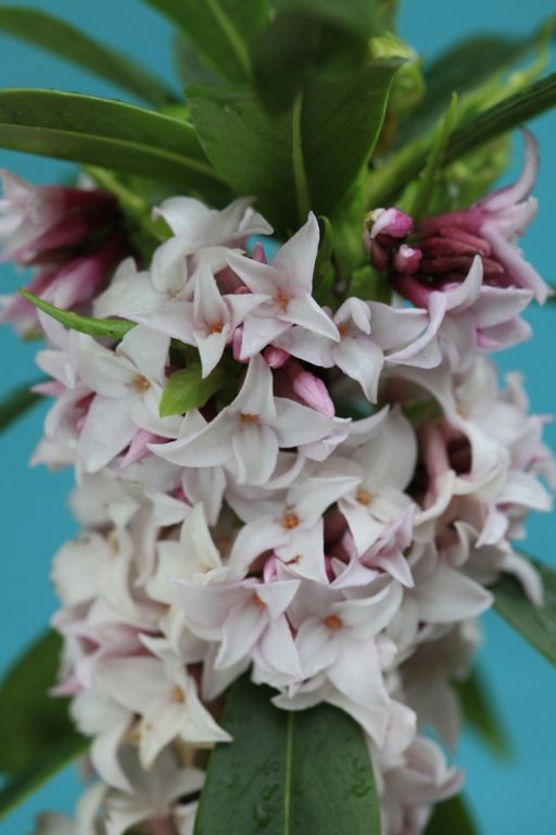 Daphne 'Perfume Princess' Daphne 'Perfume Princess'