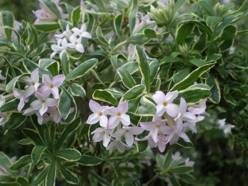 Daphne x burkwoodii 'Astrid' Daphne x burkwoodii 'Astrid'
