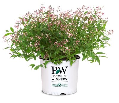 Deutzia Yuki ®range