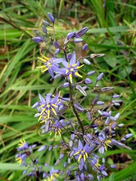 Dianella caerulea Dianella caerulea