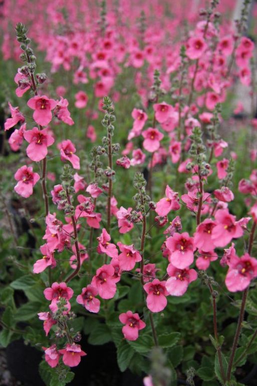 Diascia fetcaniensis 'Daydream' Diascia fetcaniensis 'Daydream'