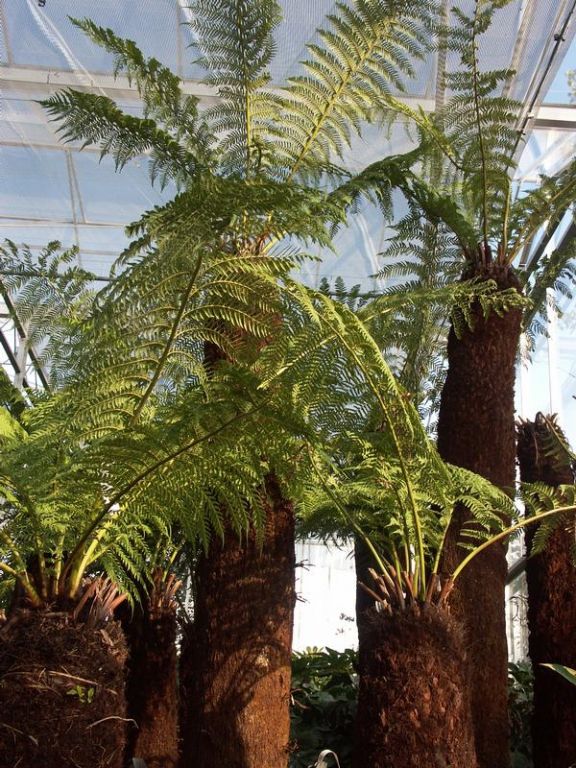 Dicksonia antartica Dicksonia antartica