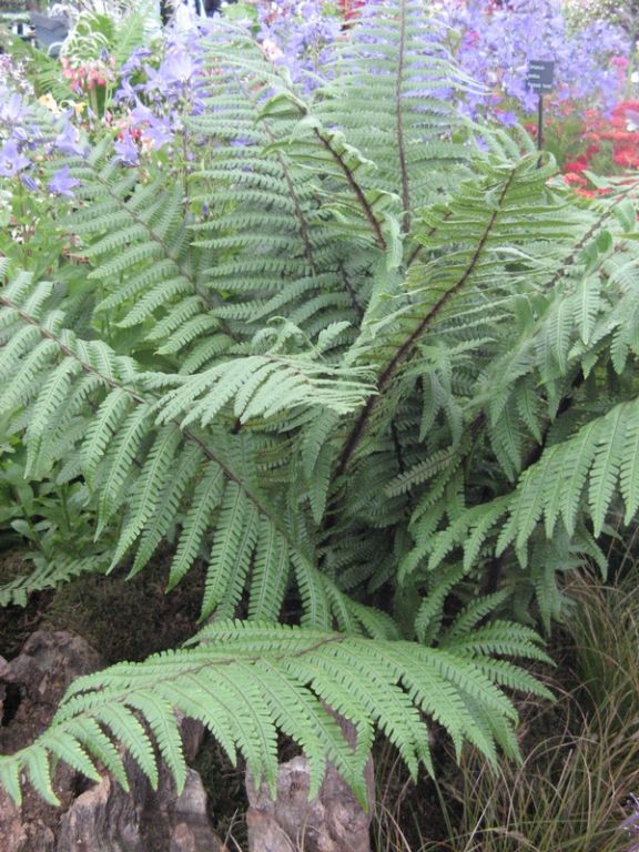 Dryopteris wallichiana Dryopteris wallichiana
