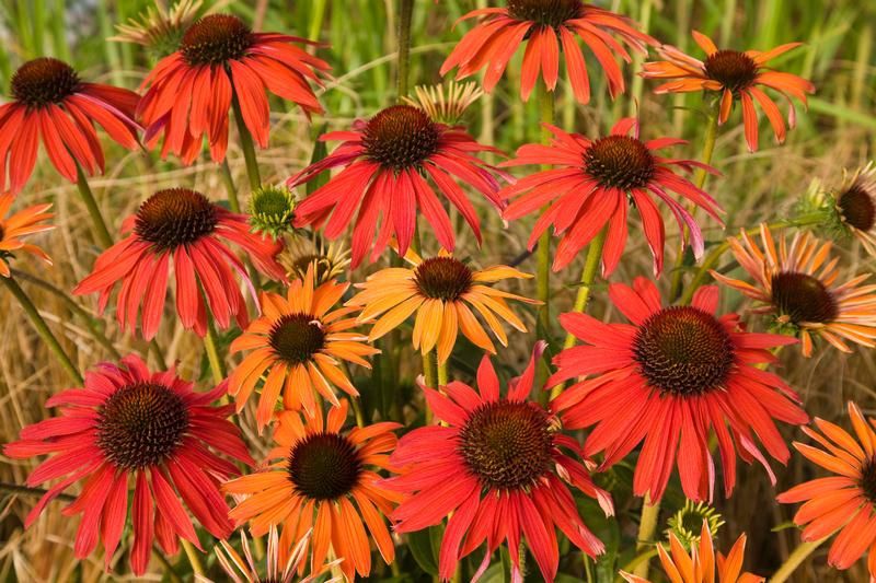 Echinacea ‘Hot Summer’ Echinacea ‘Hot Summer’