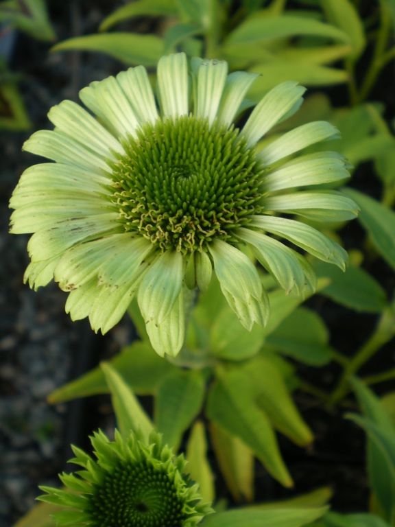 Echinacea purpurea 'Green Jewel' Echinacea purpurea 'Green Jewel'