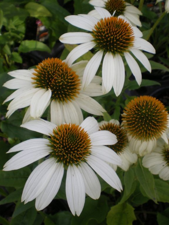 Echinacea purpurea 'PowWow White' Echinacea purpurea 'PowWow White'