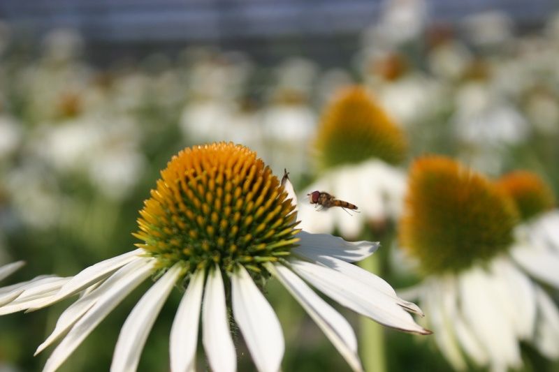 Echinacea purpurea 'White Swan' Echinacea purpurea 'White Swan'