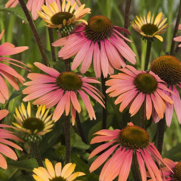 Echinacea ‘Summer Cocktail’ Echinacea ‘Summer Cocktail’