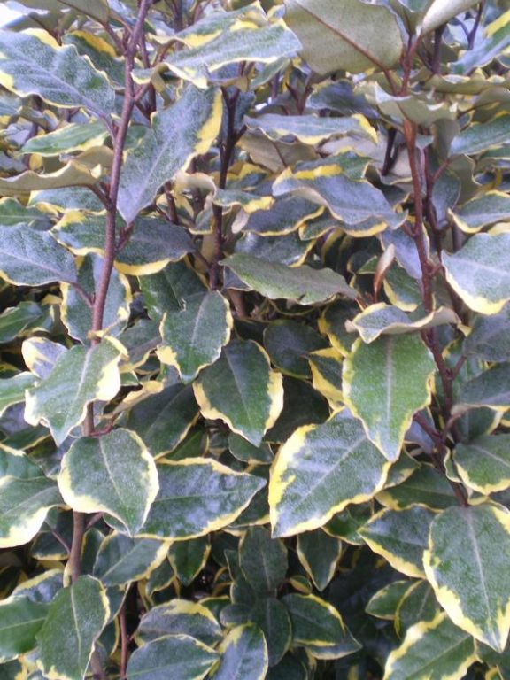 Elaeagnus x ebbingei 'Viveleg' Elaeagnus x ebbingei 'Viveleg'