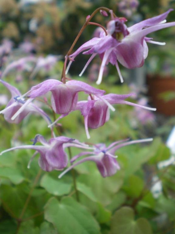 Epimedium grandiflorum 'Lilafee' Epimedium grandiflorum 'Lilafee'
