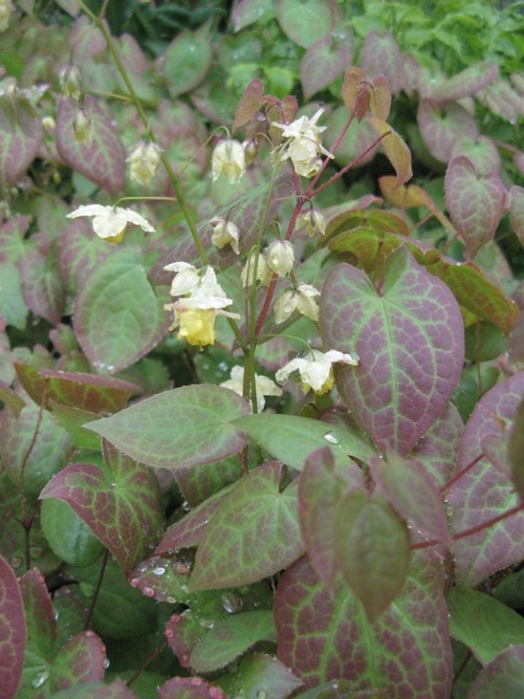 Epimedium x versicolor 'Sulphureum' Epimedium x versicolor 'Sulphureum'