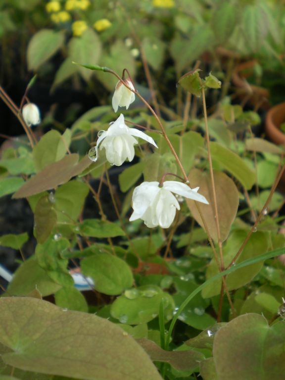 Epimedium x youngianum 'Niveum' Epimedium x youngianum 'Niveum'
